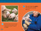 Animal Doctors (National Geographic Kids Readers, Level 1/Co-Reader) by Libby Romero, National Geographic Kids, 9781426373640