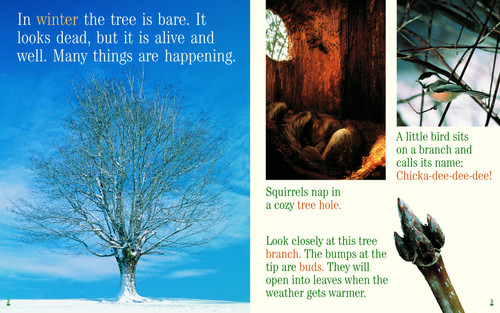 A Tree for All Seasons by Robin Bernard, 9780792266747