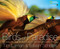 Birds of Paradise (Revealing the World's Most Extraordinary Birds) by Tim Laman, 9781426209581