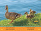 Ducks (National Geographic Kids Readers, Pre-Reader) - 9781426332104 by Jennifer Szymanski, National Geographic Kids