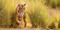 Amazing Dads (Love and Lessons From the Animal Kingdom) by Bridget Hamilton, 9781426218088