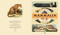 Mammalia (An Illustrated Guide to the World of Mammals) by Lindy Mattice, 9781638191285