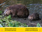 Forest Babies (National Geographic Kids Readers, Pre-Reader) - 9781426373701 by Elizabeth Carney, National Geographic Kids