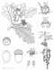 Unrooted (Botany, Motherhood, and the Fight to Save an Old Science) by Erin Zimmerman, 9781685890704