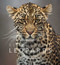 Remembering Leopards by Margot Raggett, Wildlife Photographers United, 9781999643379