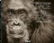 Face to Face (With the Great Apes) by Anup Shah, Fiona Rogers, 9783961714926
