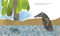 Cornelius (Oversized Board Book) by Leo Lionni, 9780593706923