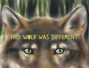 This Wolf Was Different by Katie Slivensky, Hannah Salyer, 9781665900959
