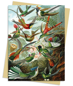 Ernst Haeckel: Hummingbirds Greeting Card Pack (Pack of 6) by Flame Tree Studio, 9781804177488