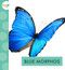 Blue Morphos by Alissa Thielges, 9781681527833