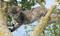 The Cat Encyclopedia (The Definitive Visual Guide) - 9780744092004 by DK