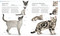 The Cat Encyclopedia (The Definitive Visual Guide) - 9780744092004 by DK