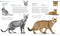 The Cat Encyclopedia (The Definitive Visual Guide) - 9780744092004 by DK