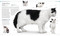 The Cat Encyclopedia (The Definitive Visual Guide) - 9780744092004 by DK