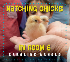 Hatching Chicks in Room 6 - 9781623542689 by Caroline Arnold, 9781623542689