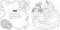 Cats: A Smithsonian Coloring Book by Smithsonian Institute, Rachel Curtis, 9798887240664