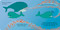 Whale by Maggie Li, Maggie Li, 9781536235050