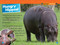 Hippos (National Geographic Kids Readers, Level 1) by Maya Myers, National Geographic Kids, 9781426377020