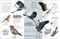 Eyewitness Bird by DK, 9780744092103