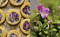 The Side Gardener (Recipes & Notes from My Garden) by Rosie Daykin, 9780525612179