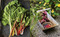 The Side Gardener (Recipes & Notes from My Garden) by Rosie Daykin, 9780525612179
