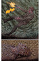 Satan's Swarm by Steve Niles, Piotr Kowalski, 9781506734569