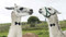 Why Put a Bow Tie on a Llama? (How a crazy idea can change your life and transform your business) by Celia Gaze, 9781788601245
