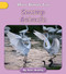 Swamp Animals by Katie Buckley, 9781668937631