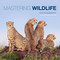 Mastering Wildlife Photography by Richard Garvey-Williams, 9781781450864
