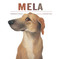 Mela by Maddalena Schiavo, Eleonora Pace, 9781568463865