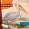 Pelicans - 9781682773475 by Melissa Gish, 9781682773475