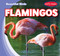 Flamingos by Bray Jacobson, 9781538292495
