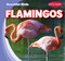 Flamingos - 9781538292501 by Bray Jacobson