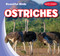 Ostriches - 9781538292525 by Bray Jacobson, 9781538292525