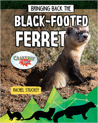 Bringing Back the Black-Footed Ferret - 9780778763246 by Rachel Stuckey, 9780778763246