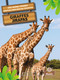 Jirafas (Giraffes) Bilingual Eng/Spa by Amy Culliford, Pablo de la Vega, 9781039803015