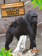 Gorilas (Gorillas) Bilingual Eng/Spa by Amy Culliford, Pablo de la Vega, 9781039803022