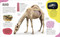 The Animal Body Book (An Insider's Guide to the World of Animal Anatomy) by Jess French, Jonathan Woodward, 9780744098198