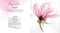 How to Paint Transparent Watercolour Flowers by Olga Koelsch, 9781800921474
