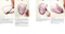 How to Paint Transparent Watercolour Flowers by Olga Koelsch, 9781800921474