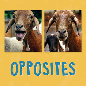 Opposites (English Edition) by Kathy Knowles, 9780228702474