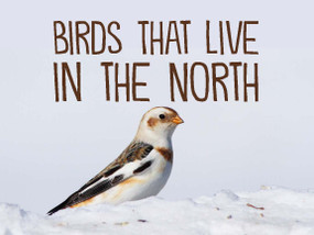 Birds That Live in the North (English Edition) by Arvaaq Press, 9780228702153