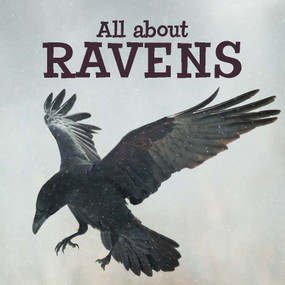 All about Ravens (English Edition) by Arvaaq Press, 9780228702634