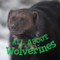 All about Wolverines (English Edition) by Jordan Hoffman, 9780228705321