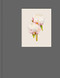 The Most Beautiful Flowers by Kenji Toma, 9783868287899