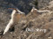 Dall Sheep by Tomohiro Uemura, 9784883501809