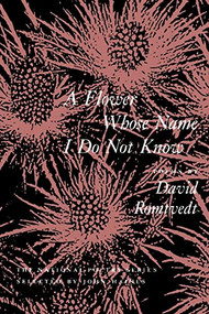 A Flower Whose Name I Do Not Know by David Romtvedt, 9781556590467