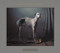 Where Hunting Dogs Rest by Martin Usborne, 9783868285956