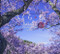 Sakura: Cherry Blossoms of Ina Valley by Yuji Tsuno, 9784784073221