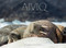 Aiviq: Life With Walruses by Paul Souders, 9781772272338